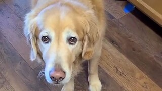 如果晚餐只给狗勾吃一粒狗粮，看看它们会有什么反应