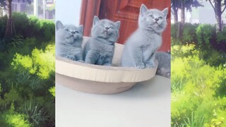 แมวตลก #ชาติที่แล้วเป็นมนุษย์ #555