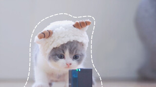 Here's the mic. Kitten: Let me say something.
