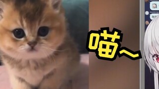 Japanese hot girl: I also want to have a cute little cat!