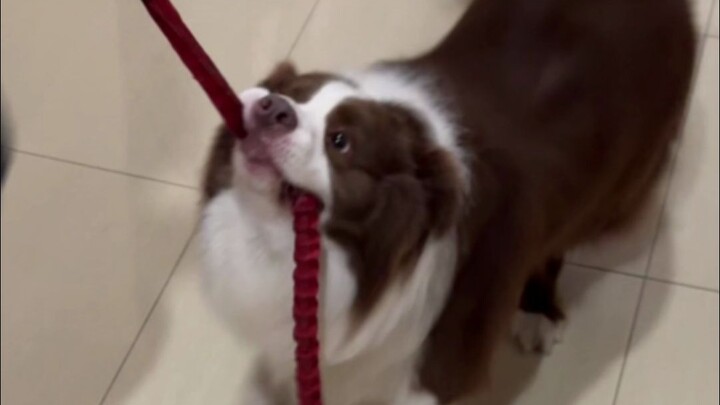 Dogs really do have their own thoughts and emotions.