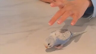 We have a new member again!