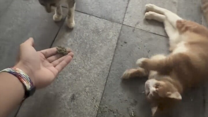 Cat: Yeah, that’s the vibe!