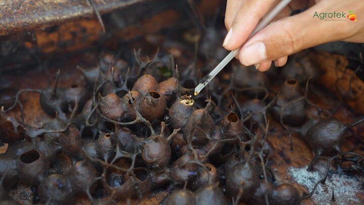 Cara Budidaya Lebah Kelanceng untuk Pemula, Modal Kecil Bisa Panen Madu Jutaan!