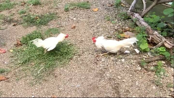 My White kelso broodstag vs white kelso stag