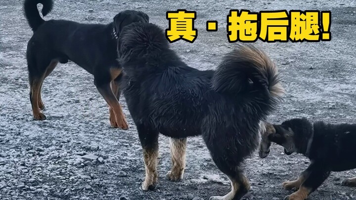 Anak anjing: Kalau bukan karena aku menariknya hari ini, pasti sudah berantem!