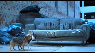 Strays   Watch Full Movie Link in Description