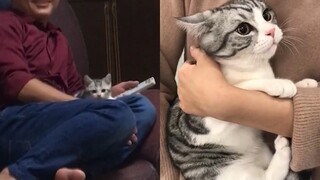 My Parents Who Hate Cats Now: A Slap In The Face! I Love Cat!