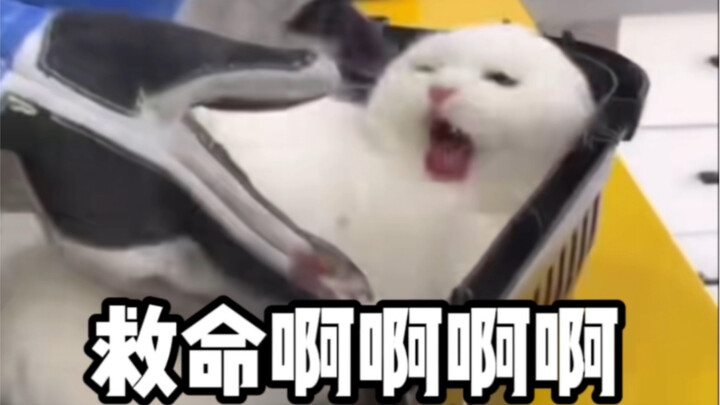 【دبلجة الحيوانات】صرخت كعكة الدقيق الأبيض!! !