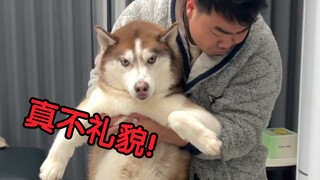 Semua bilang anjing husky saya itu babi, coba lihat berapa kilo bobotnya naik dalam setengah tahun?