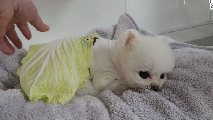 I covered the sleeping puppy with a cabbage-shaped blanket—what was her reaction?