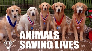 Animals That Saved Human Lives!