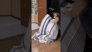 PRANK MENGHILANG DEPAN ANABUL‼️😱 #shorts #anjinglucu