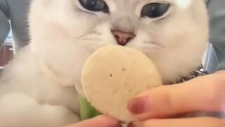 I got rich from laughing at this live broadcast. The host said: It won’t bite the cat: Cat, I am a p