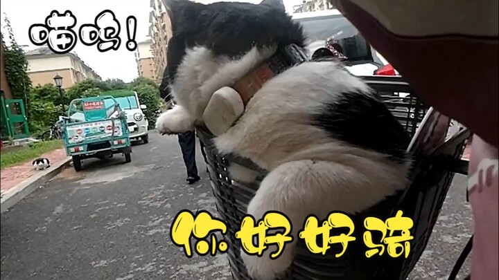 The little kitty's "two-faced behavior"—you meow sweetly in front of people, but "awoo awoo" behind 