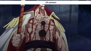 Những chi tiết _thánh_ Oda đã rãi nhằm cảnh báo về cái chết của Shanks ! 3