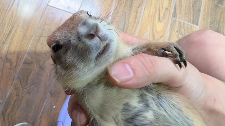 Today I went to visit my big bro with millions of fans #cutepets #dailyvlog #shell