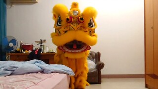 野 生 两 脚 狮