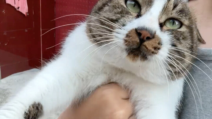 I hate cats the most.