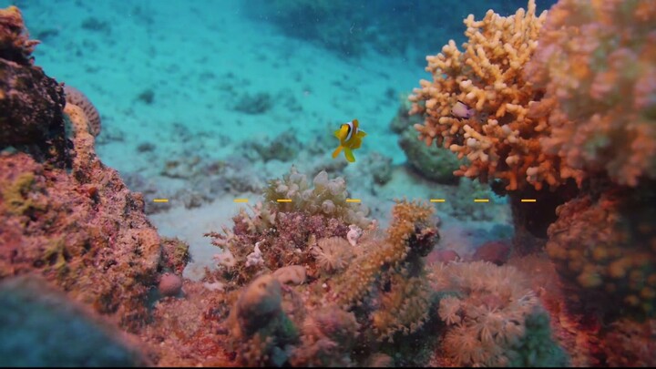 Secrets of the Red Sea  What Lies Beneath This Mystory./