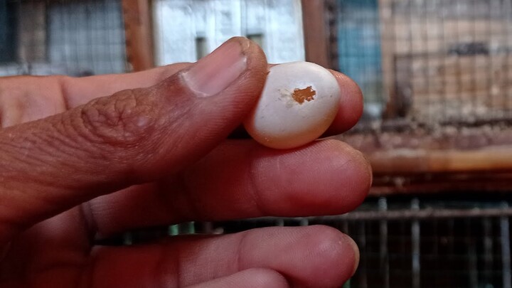 anakan lovebird tidak bisa keluar dari dalam telur