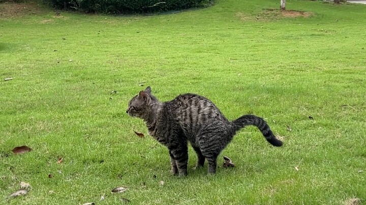 Kucing: Aku bisa menarik keluar sebuah gunung!