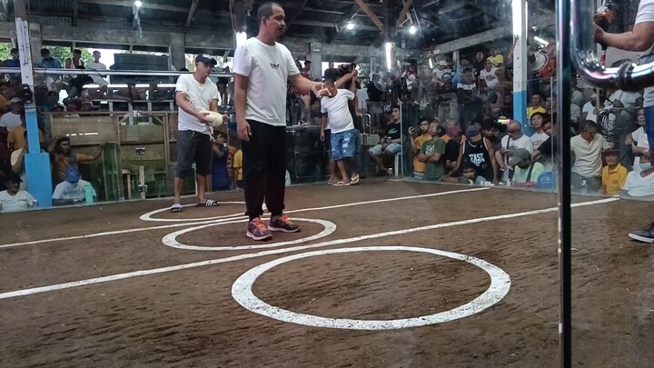 3/4 golden boy 1/4 kelso