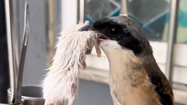 Burung shrike memakan tikus kecil, dan tampak seperti memiliki kumis di sekitar paruhnya.