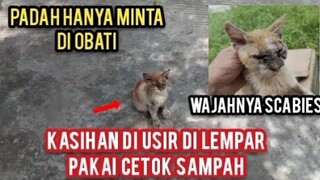 Kucing Liar Sakit Scabies Parah Malah Sering Di Usir Akhirnya Sampai Ke Cats Lovers Tv