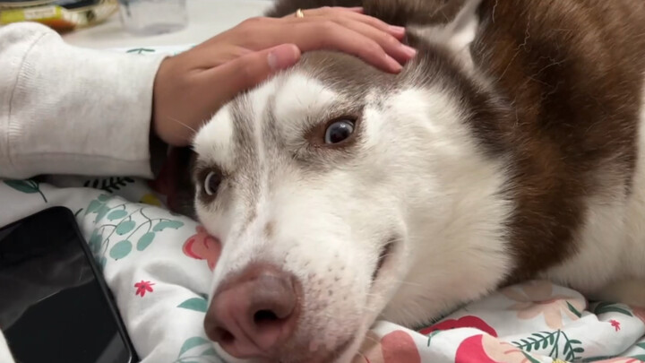 If you encounter a silly husky that whines and cries if you don't pet its head, would you find it an