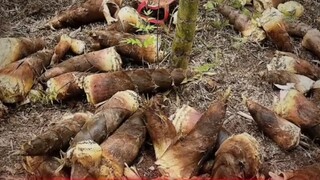 Can you just pick bamboo shoots randomly from the wild mountains?