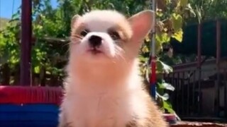 Peliharaan Lucu | Gabungan Cuplikan Corgi yang Lucu