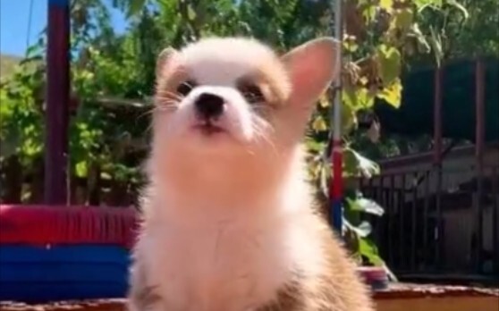 Peliharaan Lucu | Gabungan Cuplikan Corgi yang Lucu