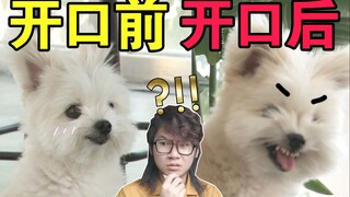如果小动物开口说话……