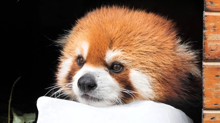 Iconic Scene: [Little Panda] Quietly Lying on the Ice, From Big Ice to Small Ice