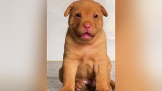 Mọi người nghĩ sao về cậu cả 2 tháng tuổi này. Ngầu phết nhỉ 😃 chó dog hoiyeucho yeuchoco thucung cậuvàng xuhuong