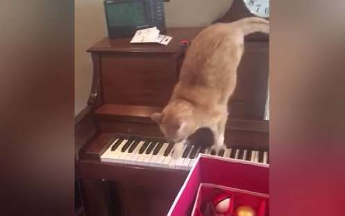 Cat: Let me give you an impromptu performance!