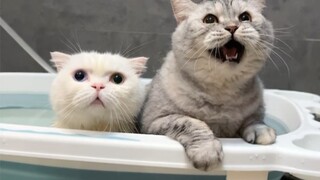 What will happen if you give a cat a bath with cat wine?