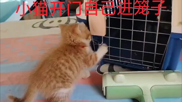 Uncle Trains Little Animals