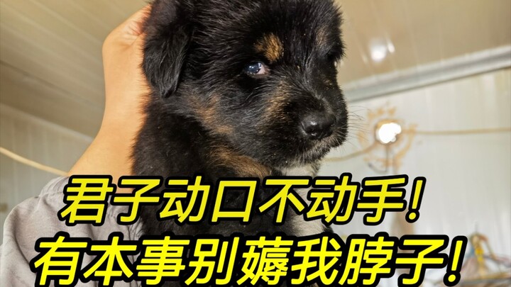Adegan saat anjing kecil ketahuan nyolong makan! Tatapannya agak nggak terima nih