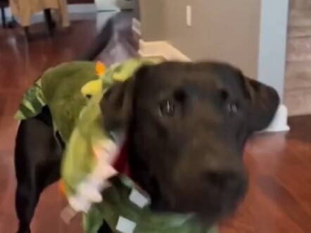 Chó là bạn của con người