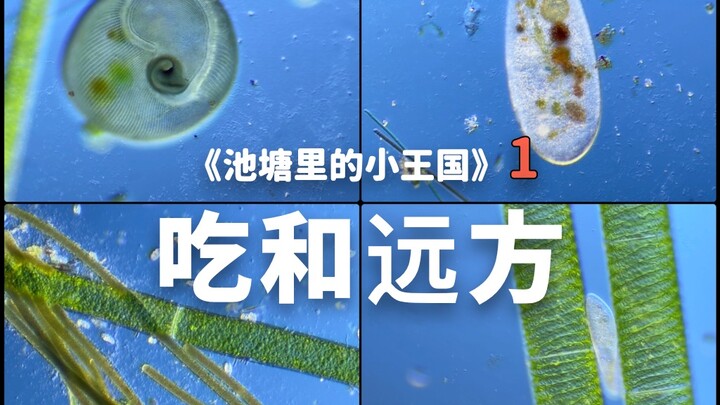 【一人自制】《池塘里的小王国》之吃和远方