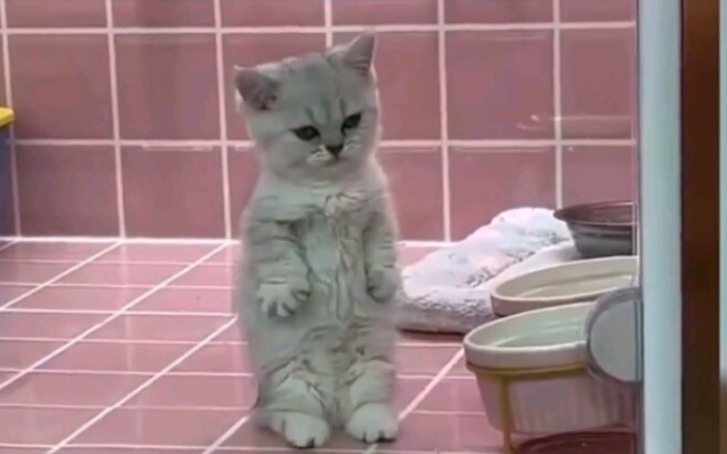 น่าสงสารจัง ไม่มีแม่ให้เดินย่ำนมเลย!