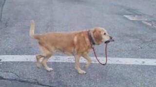 มีมที่ท้าทายตรรกะทั้งหมด