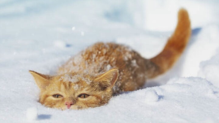 Mom, I want to play in the snow too!