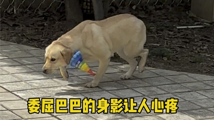 Are you pooping? You’re about to become an awesome, super-confident dog!