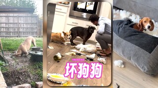 这些坏狗狗治好了我的低血压