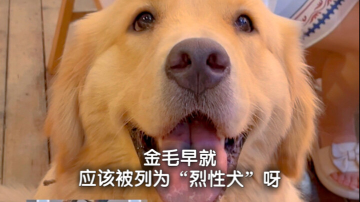 Seharusnya sejak dulu saja anjing golden retriever sudah dimasukkan ke dalam kategori “anjing berbah