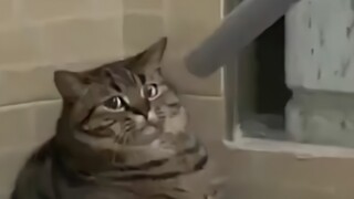 Peliharaan Imut|Gabungan Cuplikan Perilaku Aneh Kucing