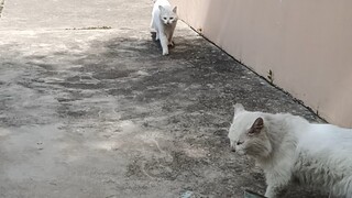 لطالما اعتقدت أن القطة البيضاء التي كنت أداعبها واحدة فقط، حتى اليوم..